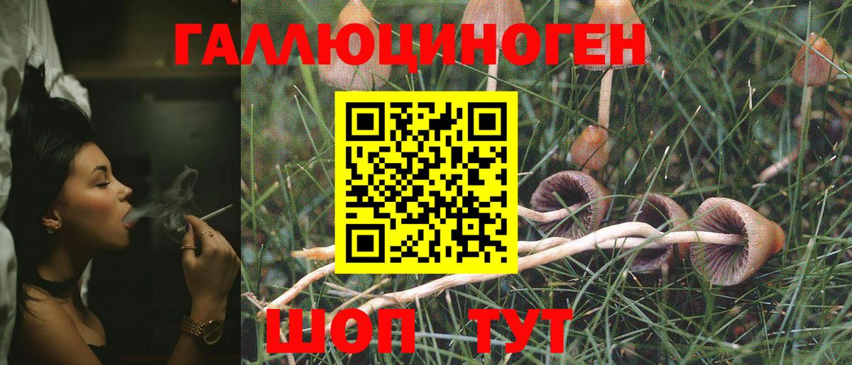 Галлюциногенные грибы Psilocybine cubensis Зеленогорск